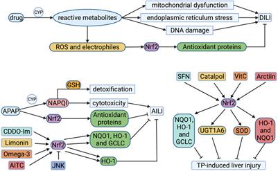 The Nrf2 Pathway in Liver Diseases